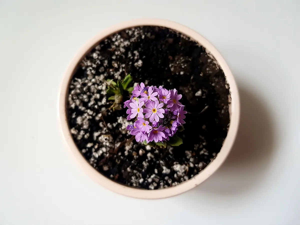 Beginner's Guide to Growing Herbs in Pots on a UK Balcony