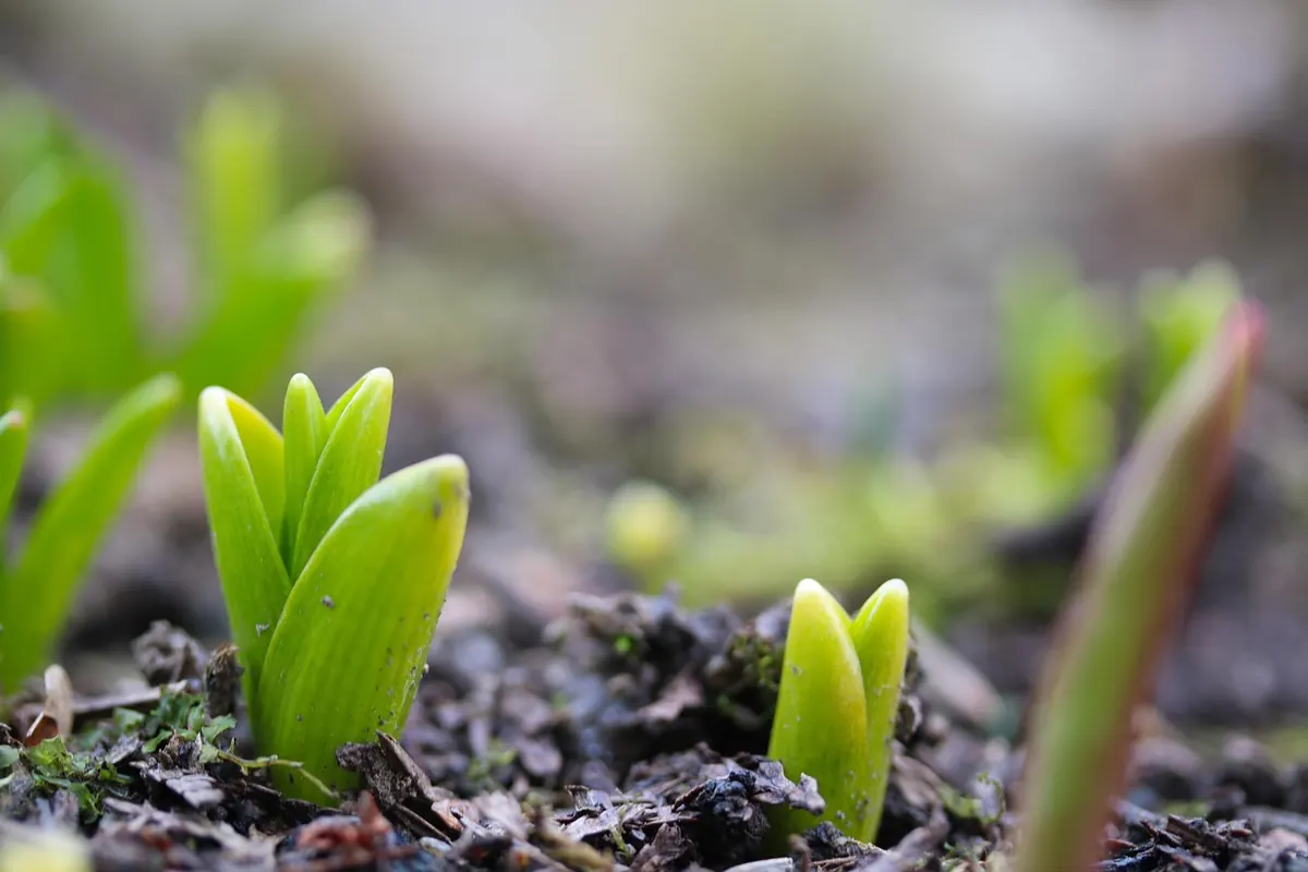 Common Mistakes to Avoid When Planting Spring Bulbs