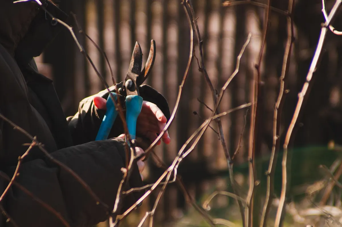 How to Winter-Proof Your Garden: A November Checklist